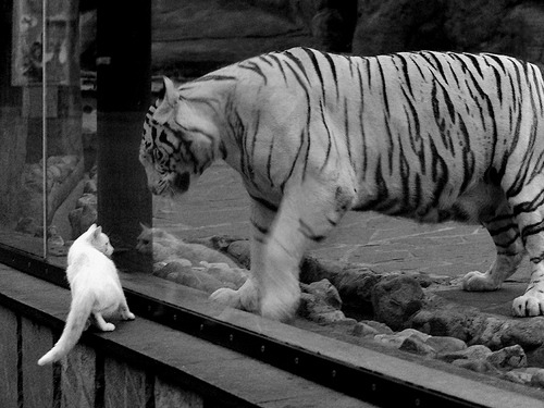 “SHO-CHAN Run 2025:香港迎来全新挑战!”