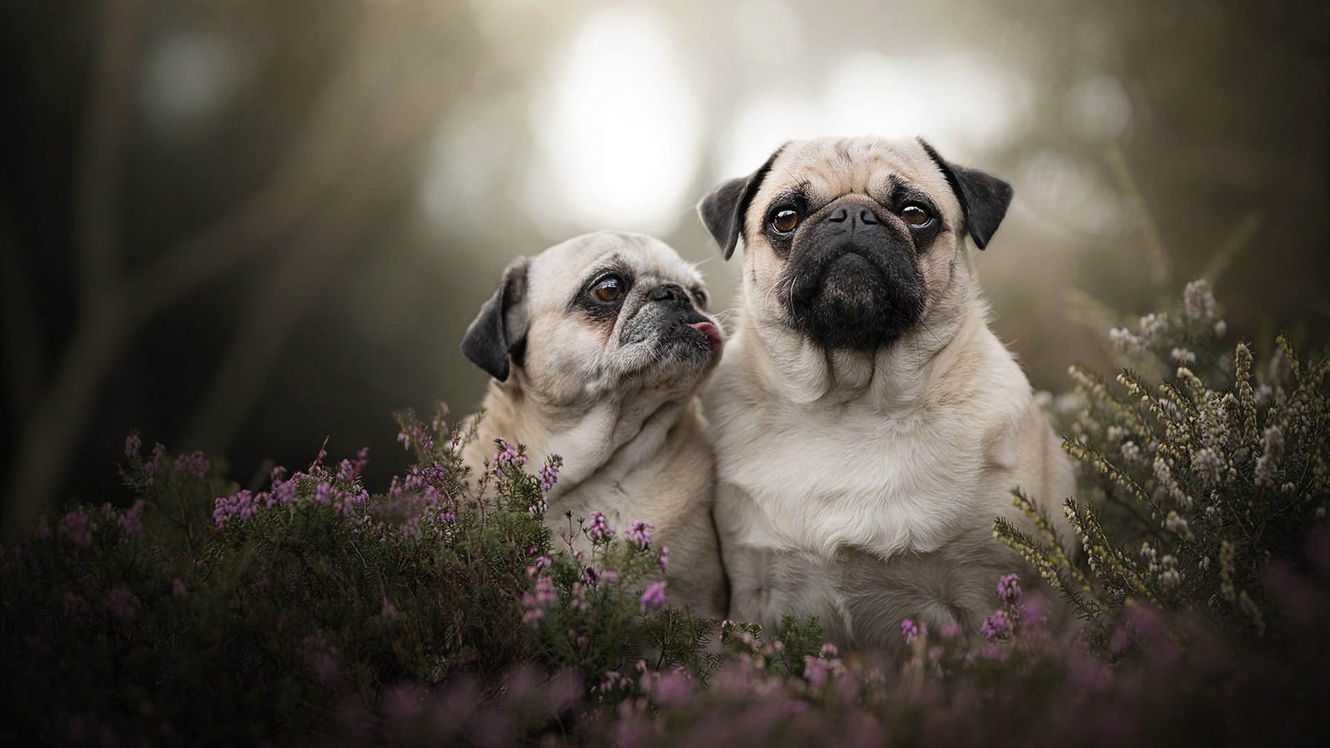 中国三人篮球男队苦战惜败 暴露经验不足，中国三人篮球男队员