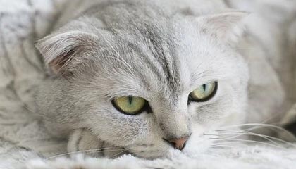 开云竞猜官网-中国篮球职业联赛球队战术体系创新分析，中国篮球技术