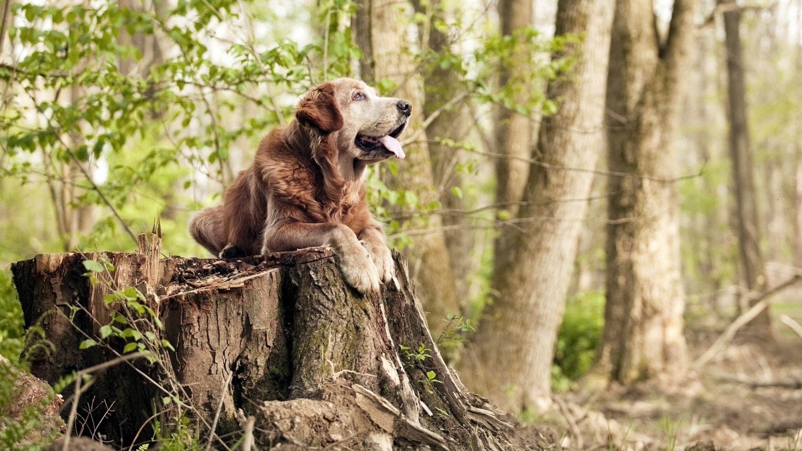 开云体育在线入口-“高新体育中心：羽毛球赛场上演速度与力量的巅峰较量”
